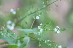 Veronica anagallis-aquatica